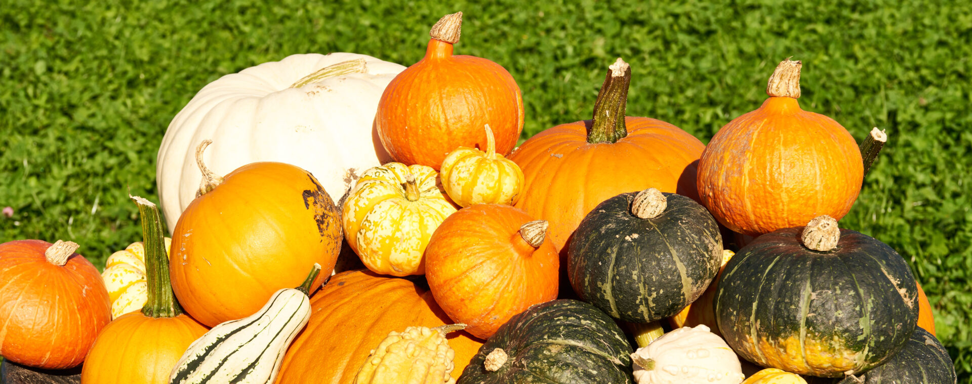  A heap of different coloured and sized pumpkins and squashes